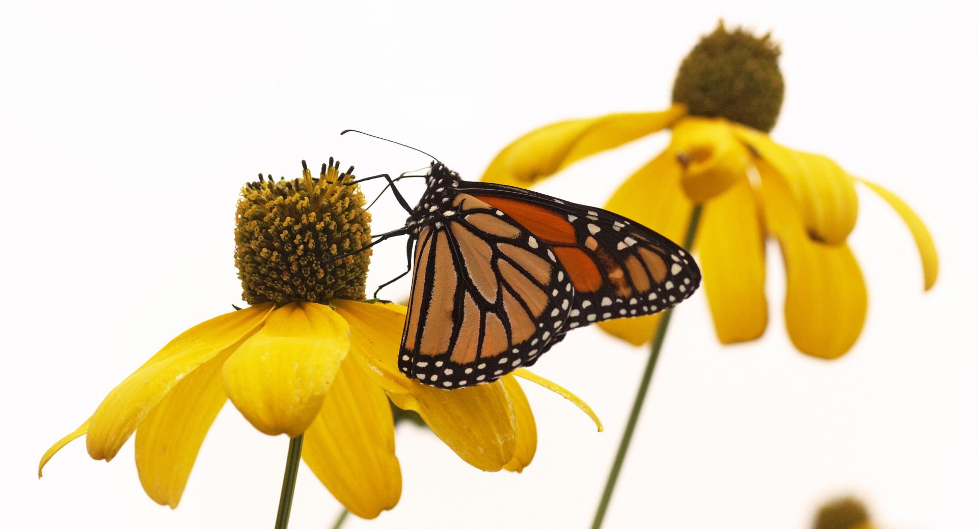 Monarch Solitude at 640 x 1136 iPhone 5 size wallpapers HD quality
