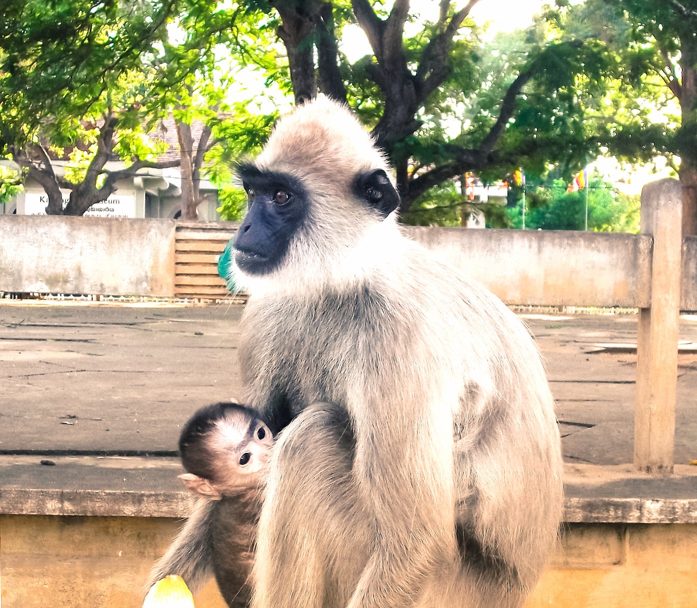 Monkey With Baby at 1600 x 1200 size wallpapers HD quality