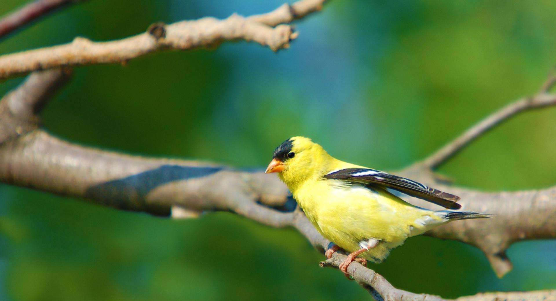 Moril-Goldfinch at 640 x 1136 iPhone 5 size wallpapers HD quality