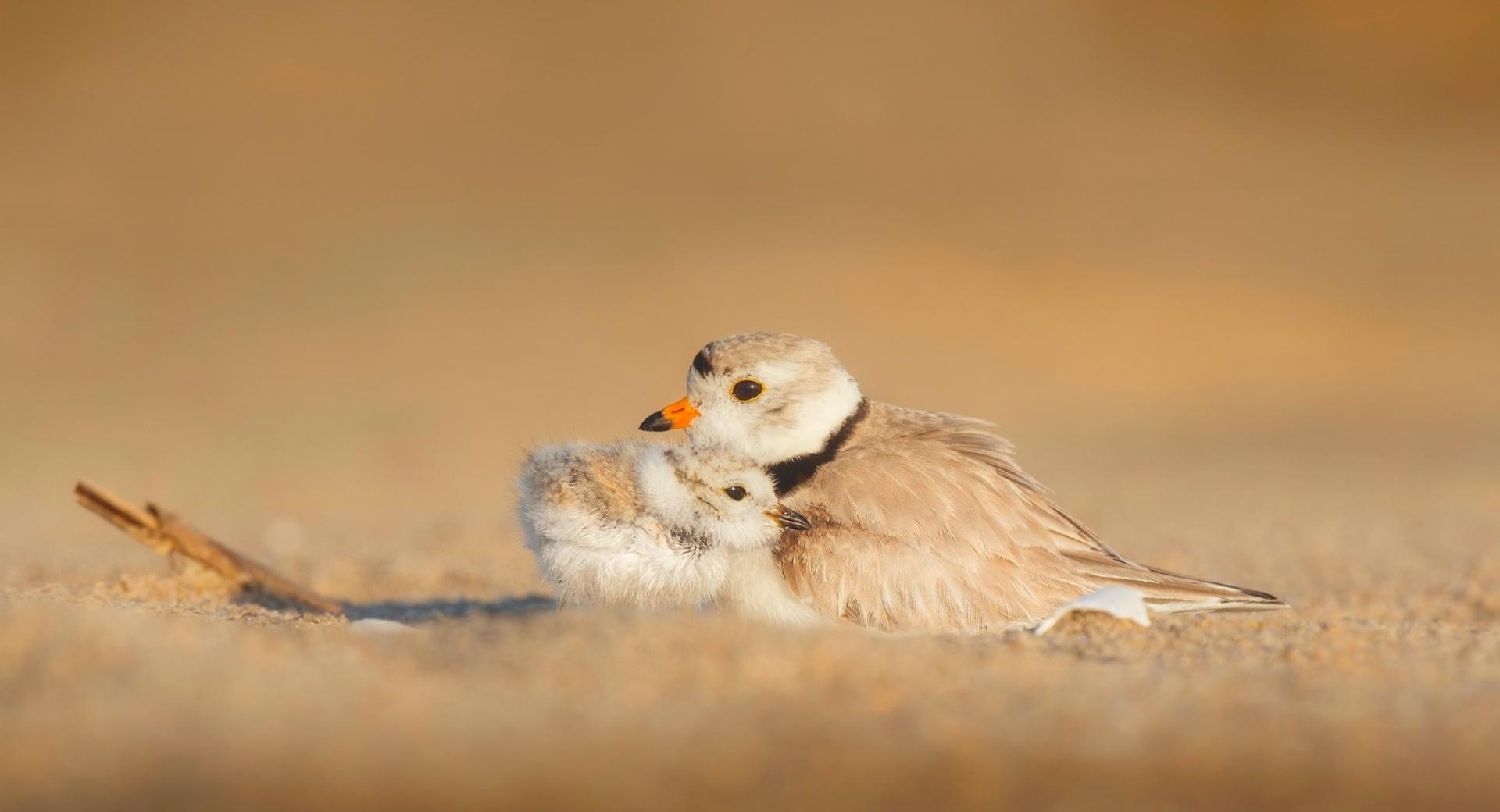 Mother Bird and Baby at 640 x 1136 iPhone 5 size wallpapers HD quality