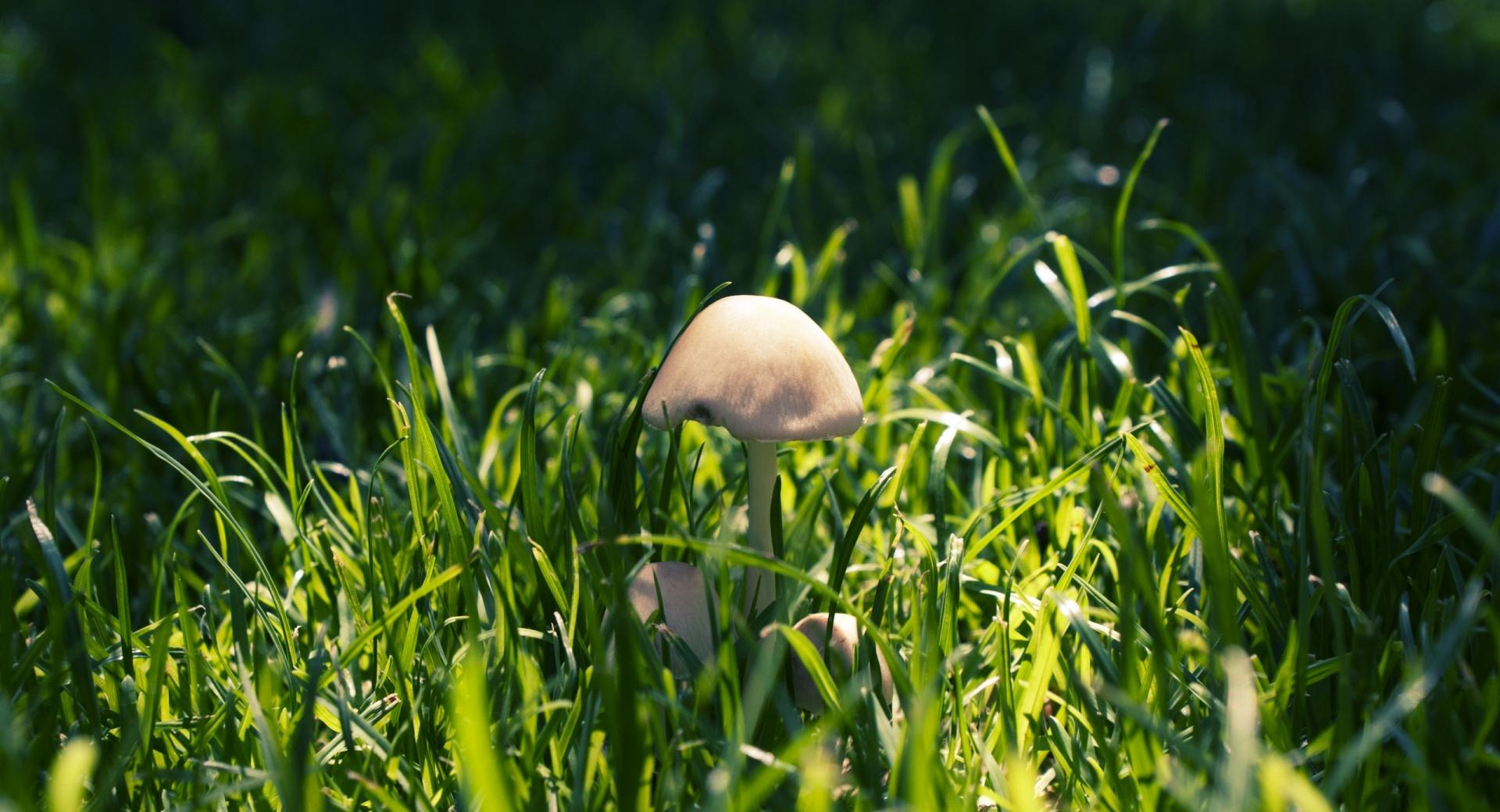 Mushroom In The Grass at 1366 x 768 HD size wallpapers HD quality