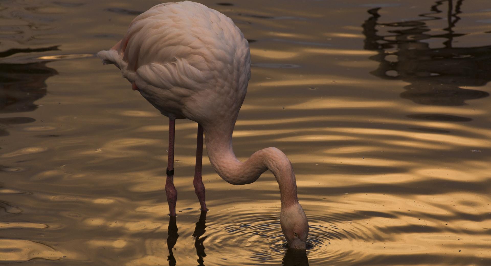 Night with Flamingo at 750 x 1334 iPhone 6 size wallpapers HD quality