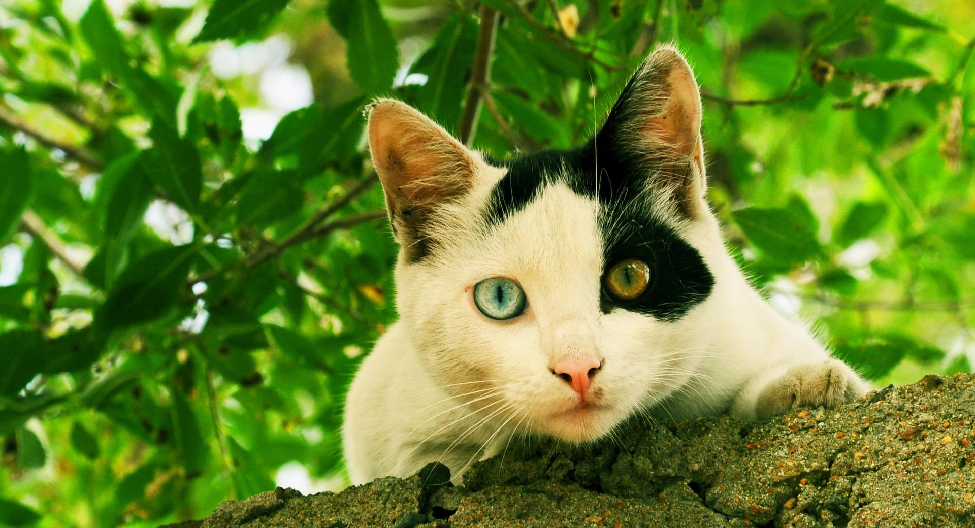 Odd-eyed Cat at 1280 x 960 size wallpapers HD quality