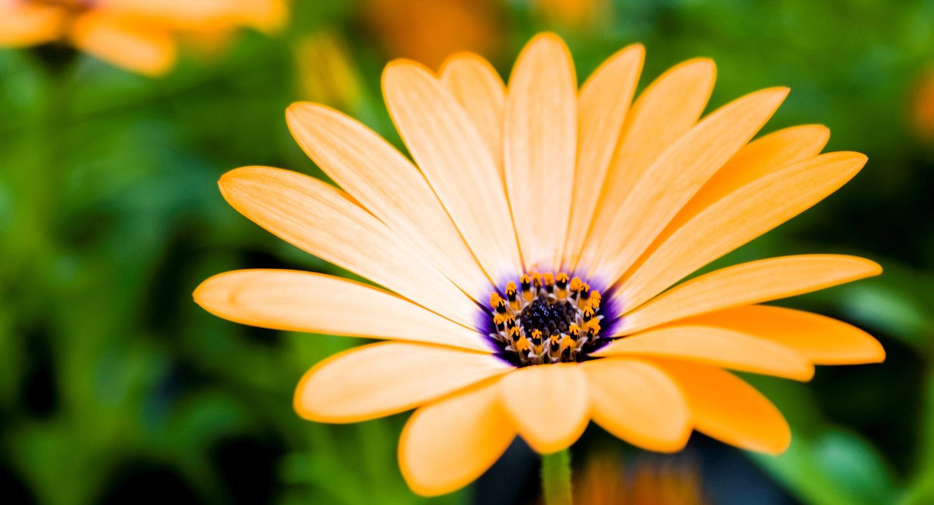 Orange Cape Daisy Flower at 640 x 1136 iPhone 5 size wallpapers HD quality
