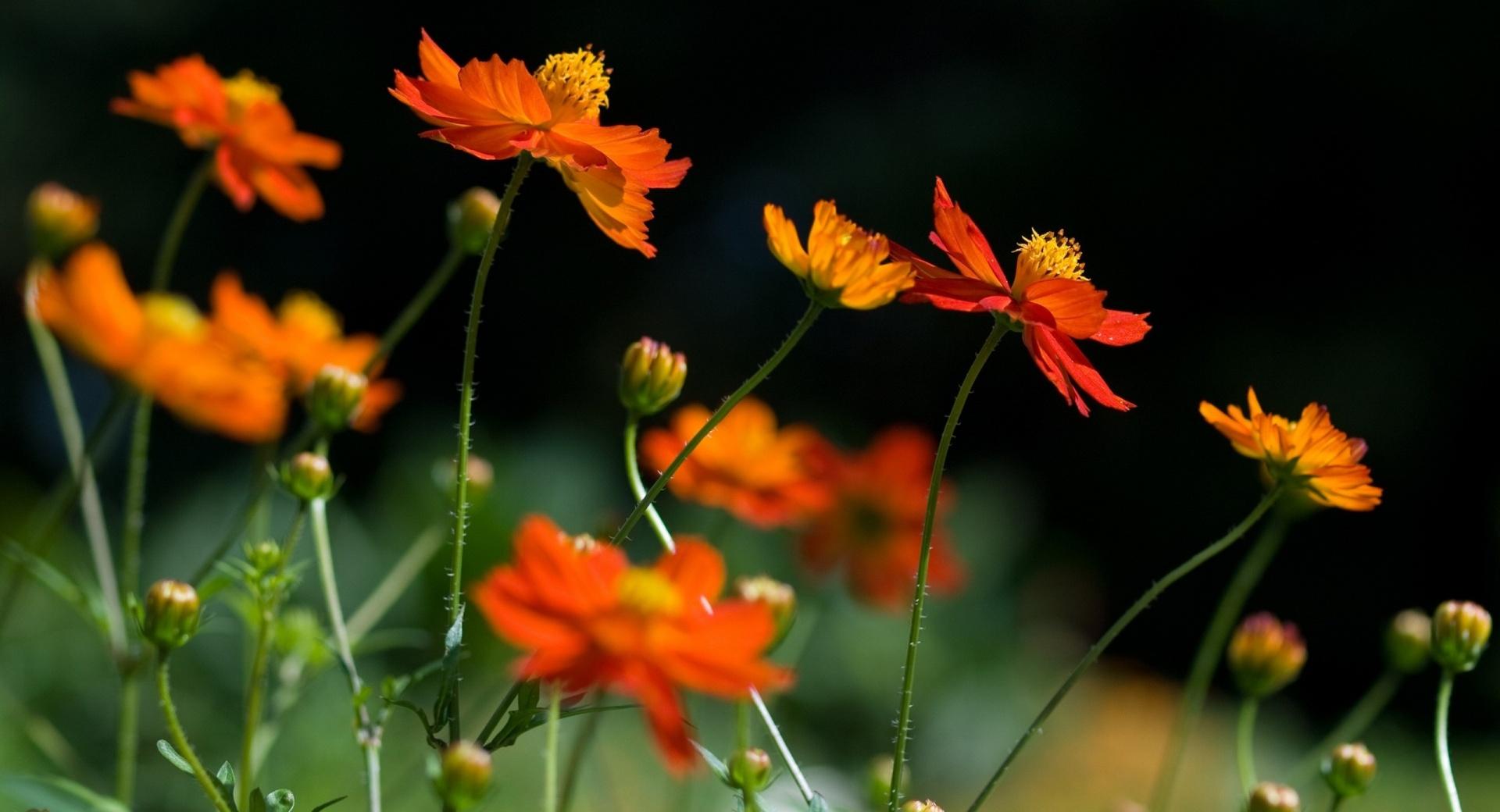 Orange Cosmos Flowers at 1024 x 1024 iPad size wallpapers HD quality