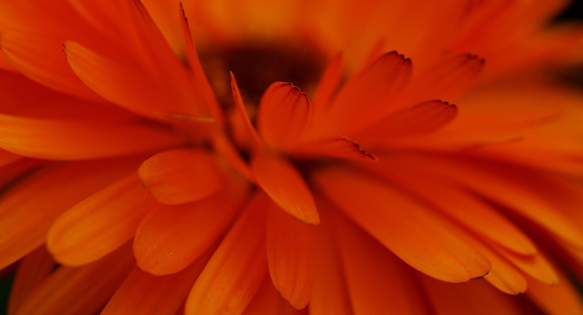 Orange Flower Focus at 320 x 480 iPhone size wallpapers HD quality