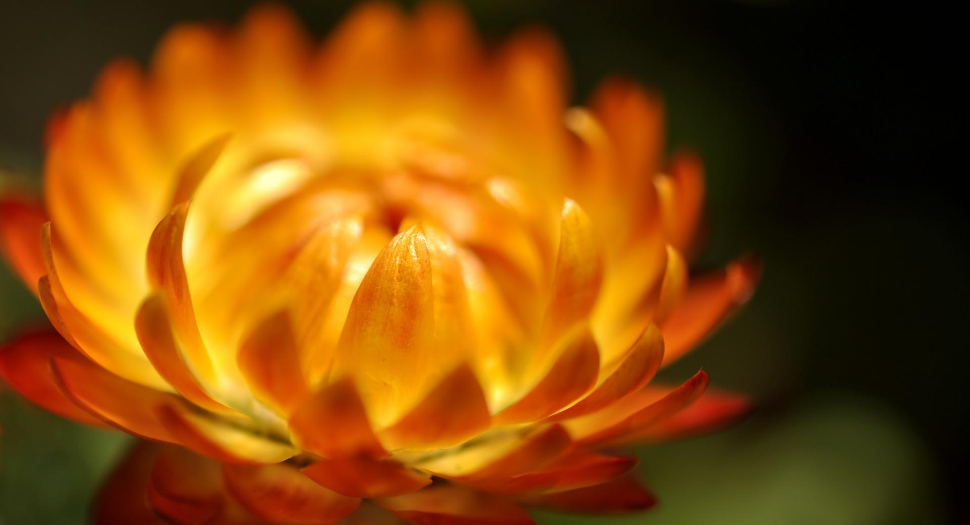 Orange Flower Macro at 320 x 480 iPhone size wallpapers HD quality