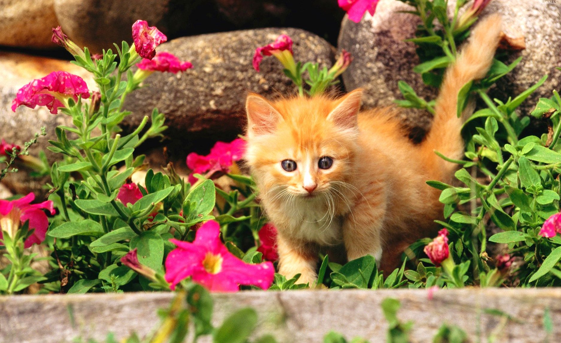 Orange kitten between the flowers wallpapers HD quality