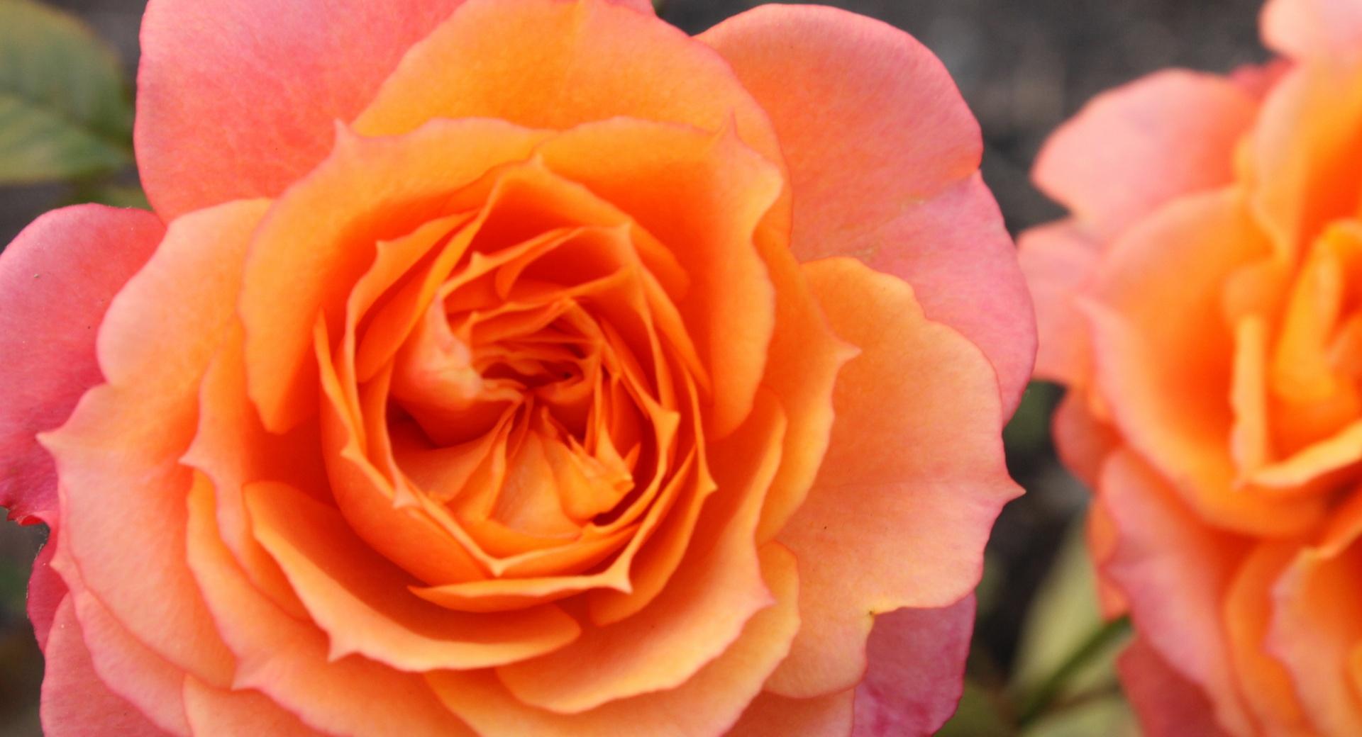 Orange Roses at 640 x 960 iPhone 4 size wallpapers HD quality