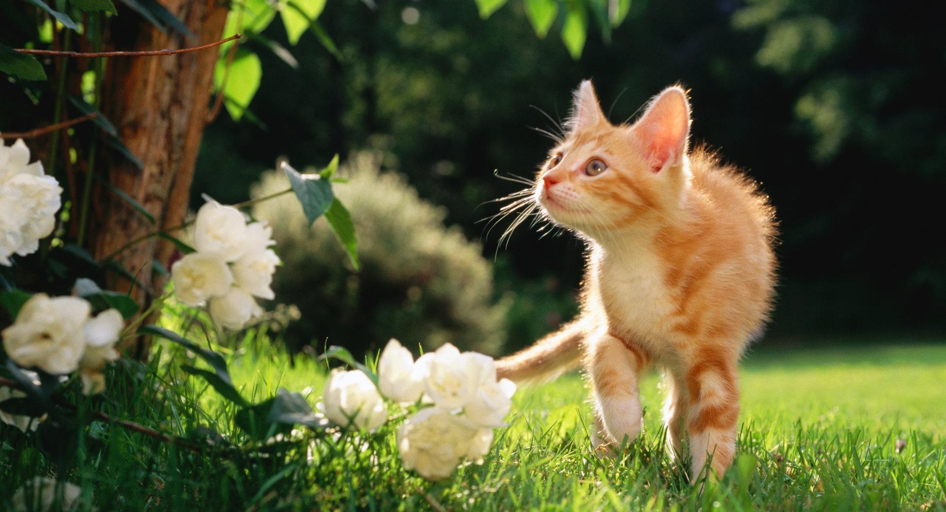 Orange Tabby Kitten at 1280 x 960 size wallpapers HD quality