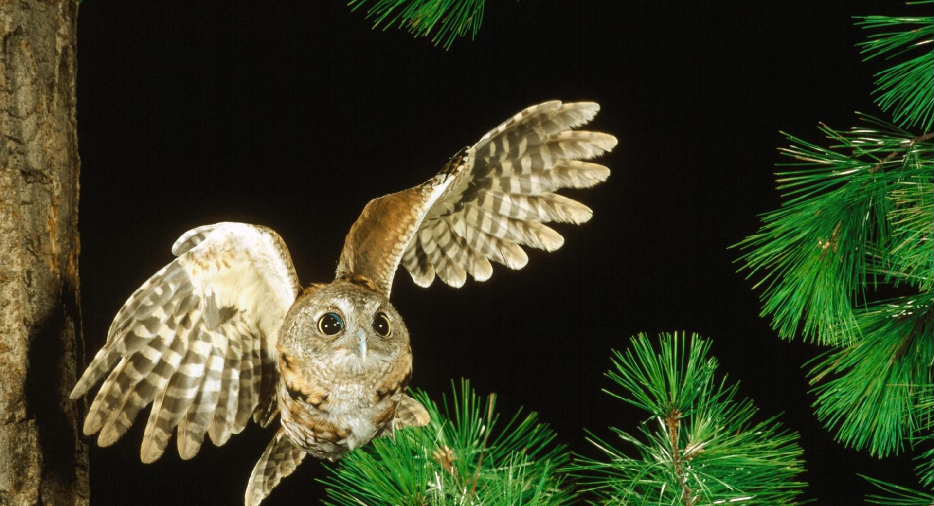 Owl In The Fir Tree at 640 x 960 iPhone 4 size wallpapers HD quality