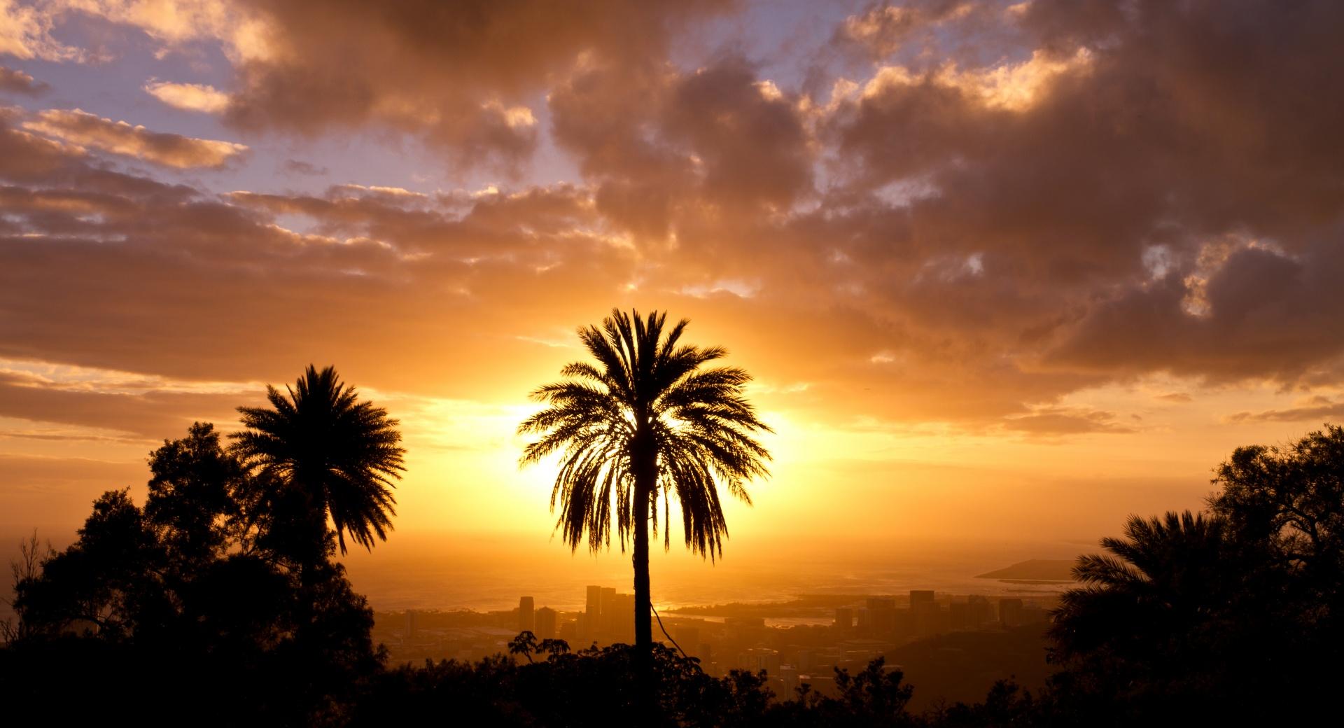 Palm Tree In Sunset Light at 2048 x 2048 iPad size wallpapers HD quality
