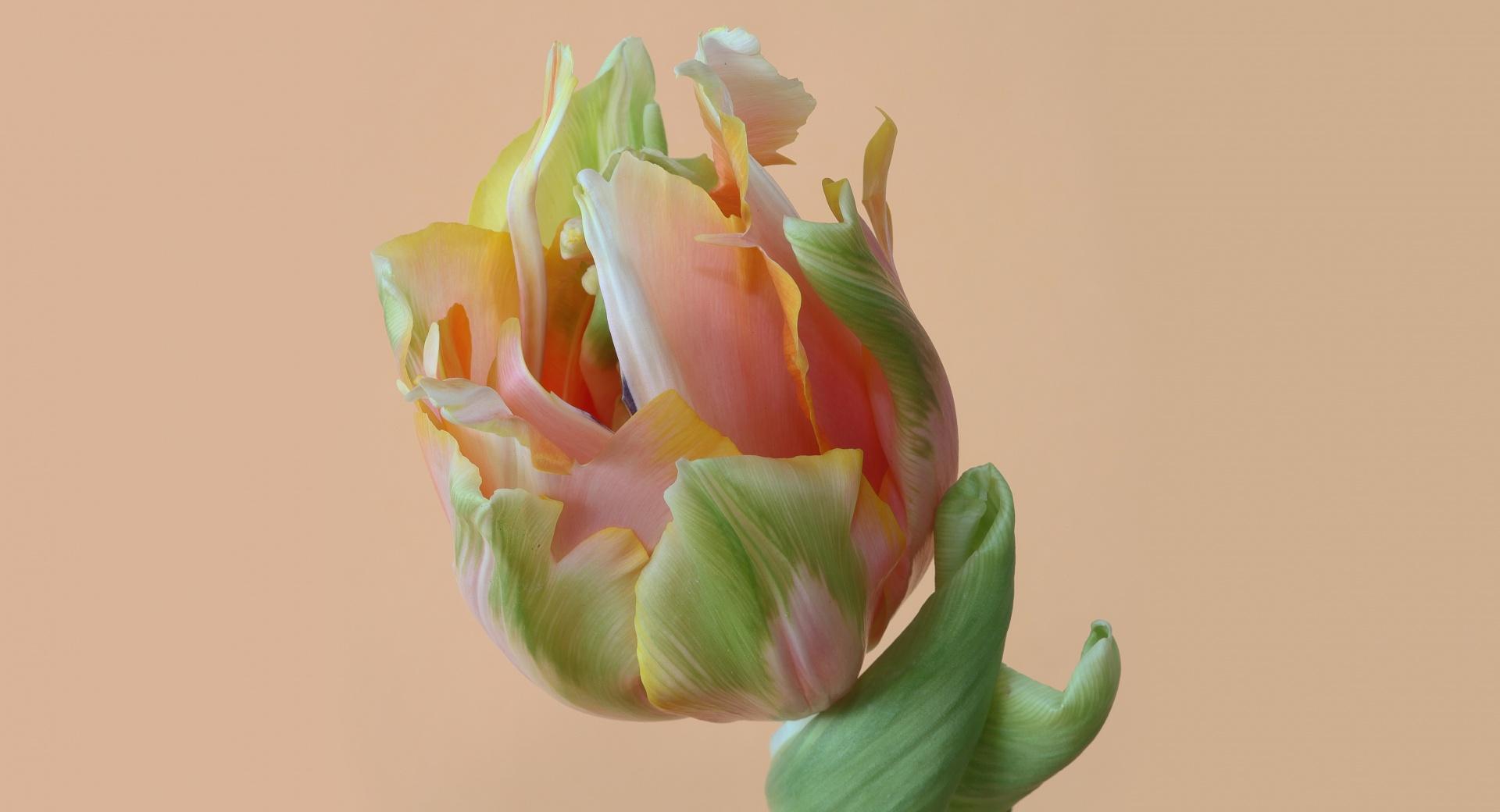 Parrot Tulip at 640 x 960 iPhone 4 size wallpapers HD quality