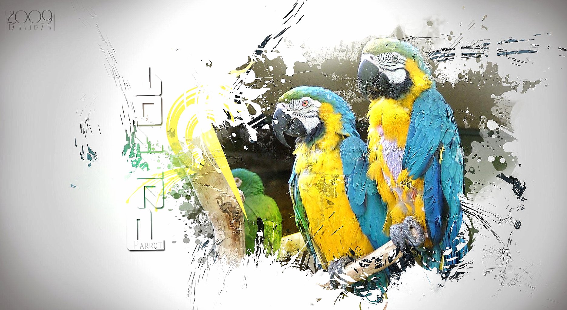 Parrots photoshopped at 1152 x 864 size wallpapers HD quality