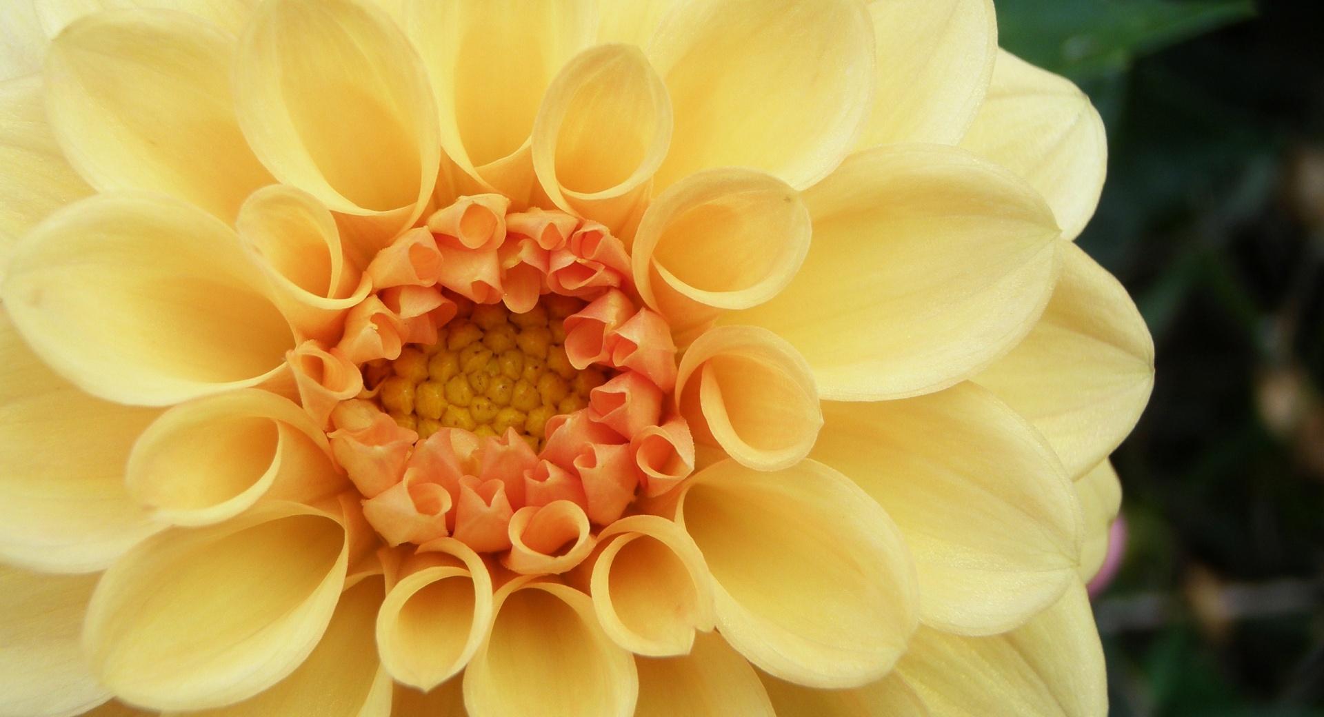 Peach Dahlia at 1152 x 864 size wallpapers HD quality