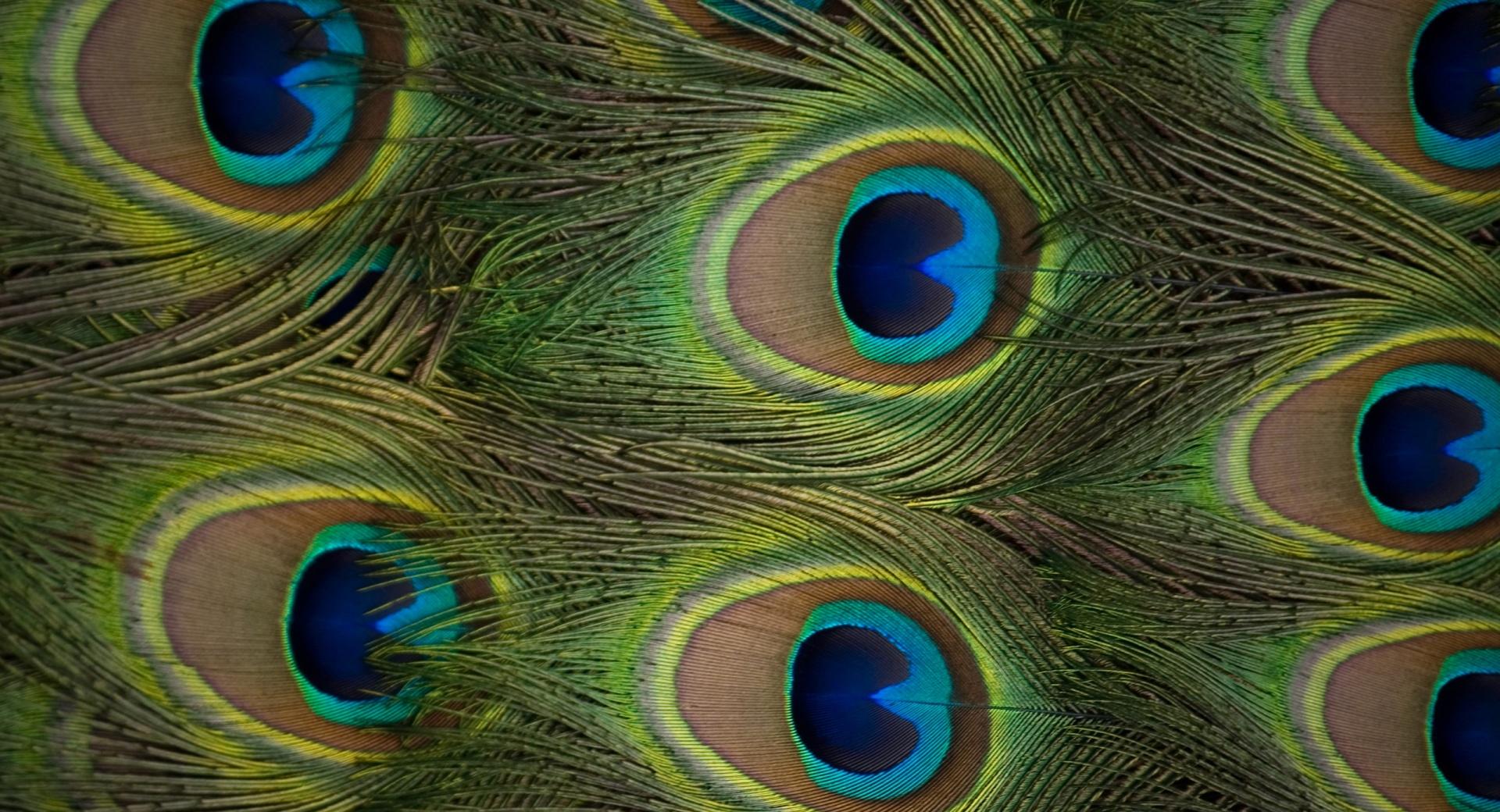 Peacock Feathers at 750 x 1334 iPhone 6 size wallpapers HD quality