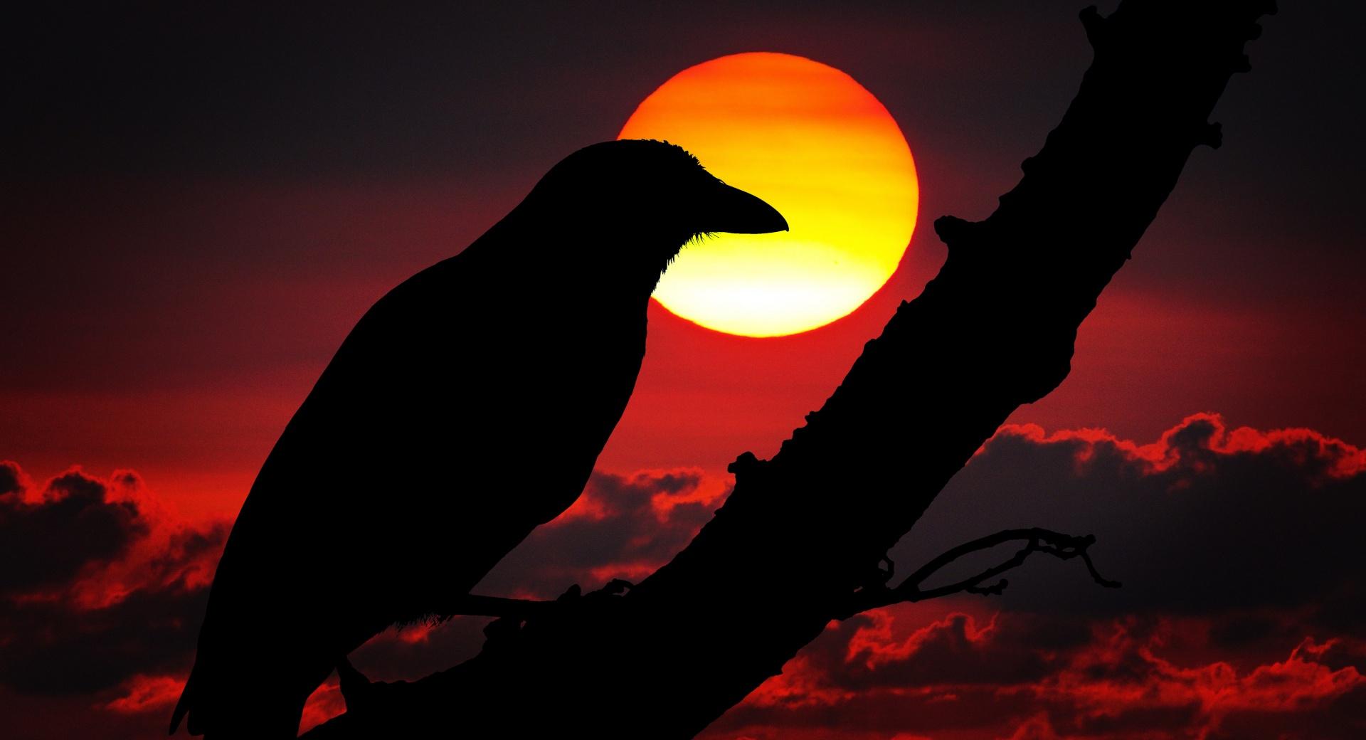 Perched Raven Silhouette, Red Sunset at 640 x 1136 iPhone 5 size wallpapers HD quality