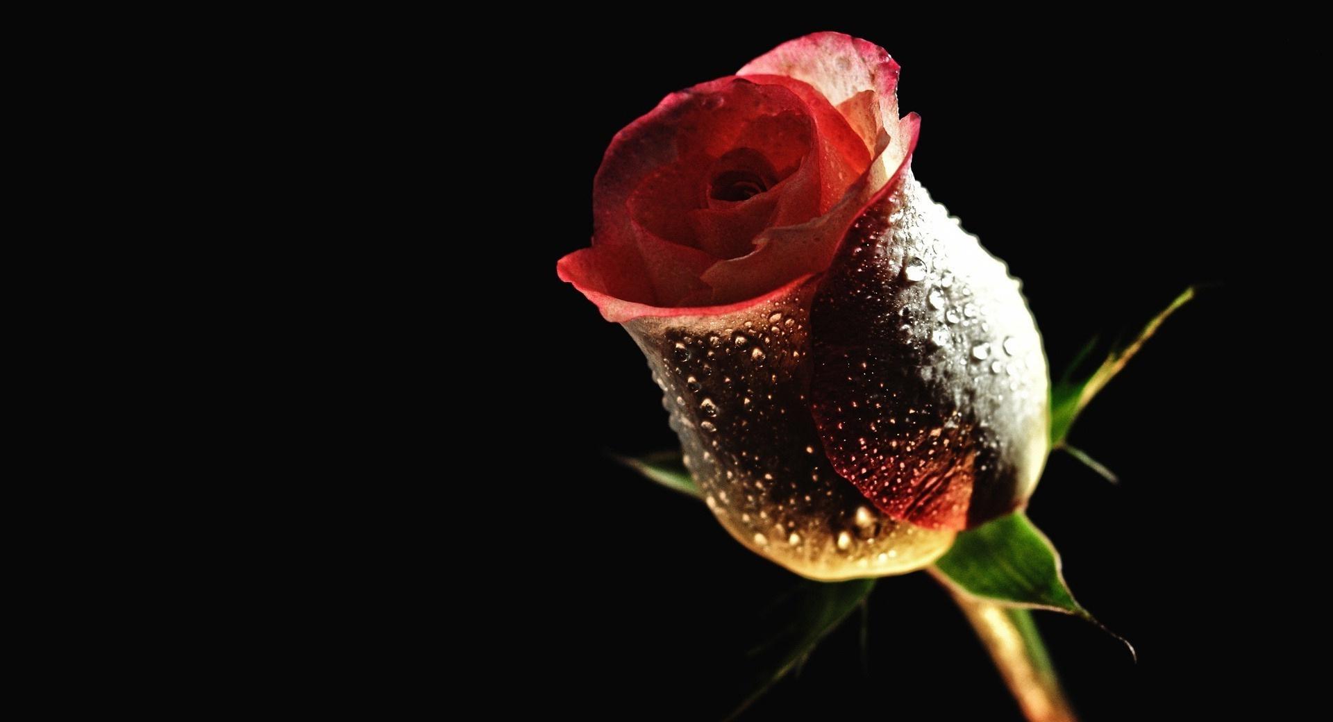 Perfect Red Rose at 750 x 1334 iPhone 6 size wallpapers HD quality