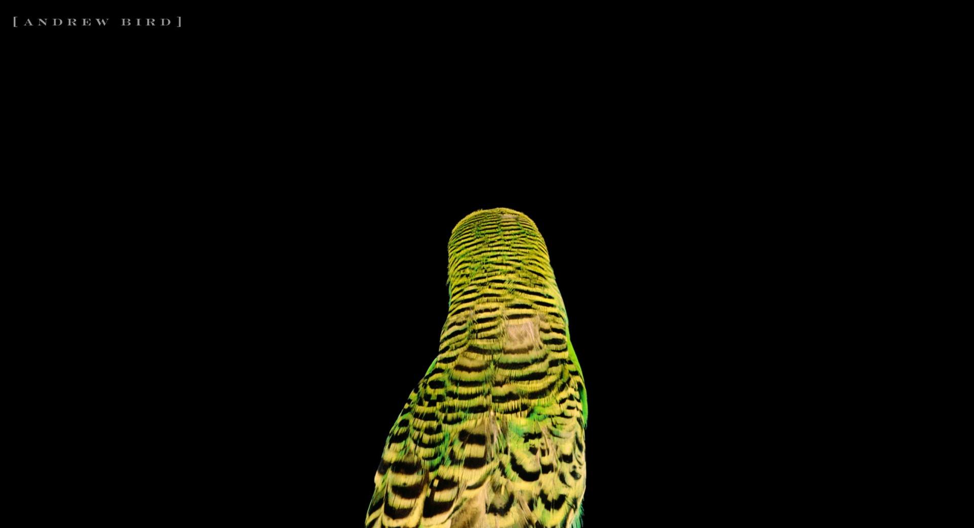 Pet Parrot at 640 x 1136 iPhone 5 size wallpapers HD quality