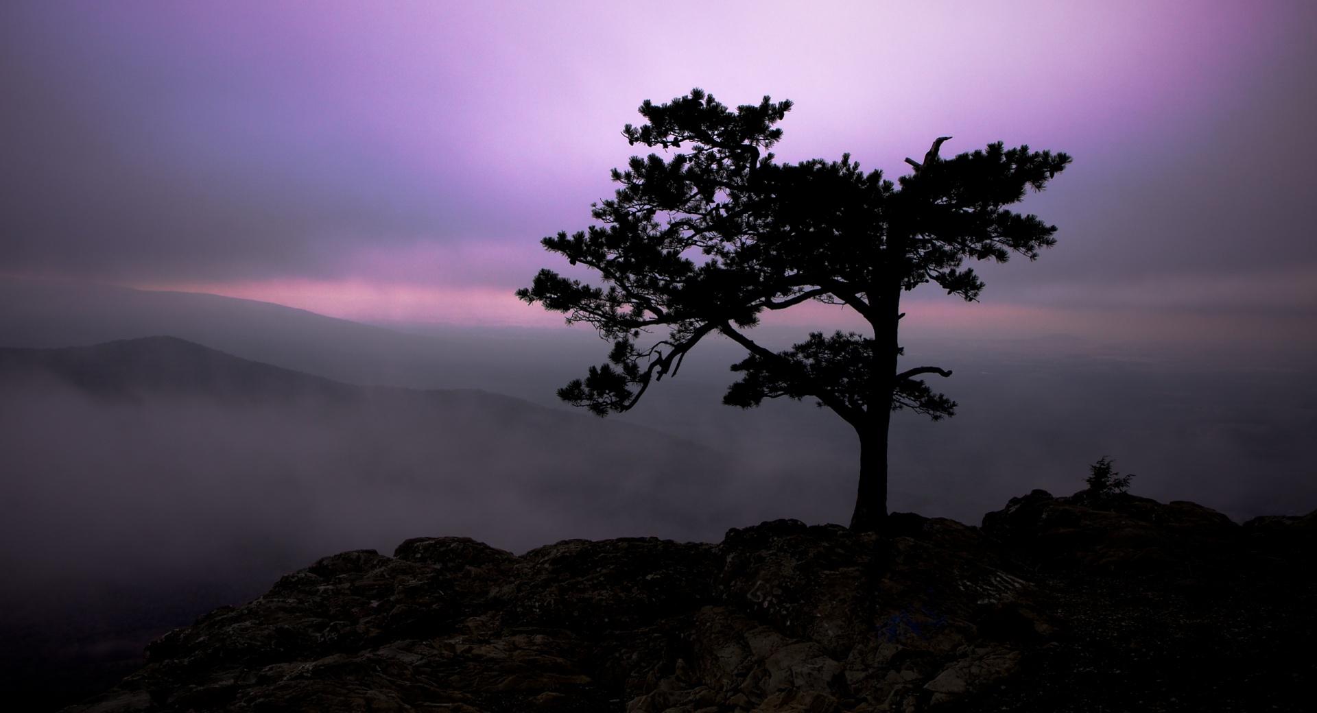 Pine Tree At Twilight at 320 x 480 iPhone size wallpapers HD quality