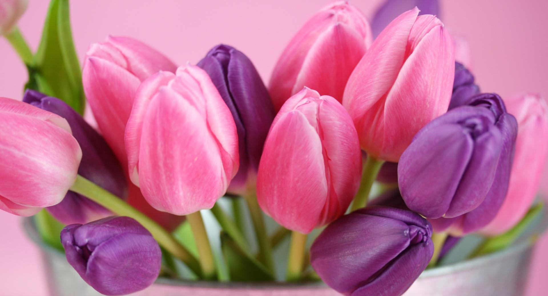 Pink And Purple Tulips wallpapers HD quality