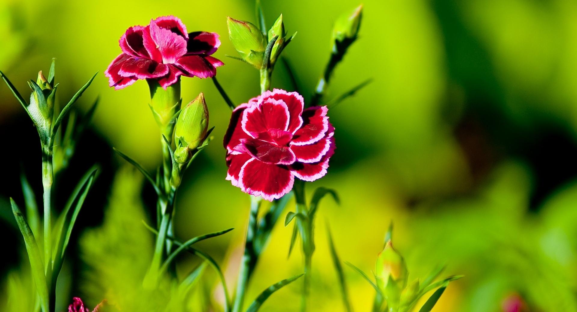 Pink Carnation Flowers wallpapers HD quality