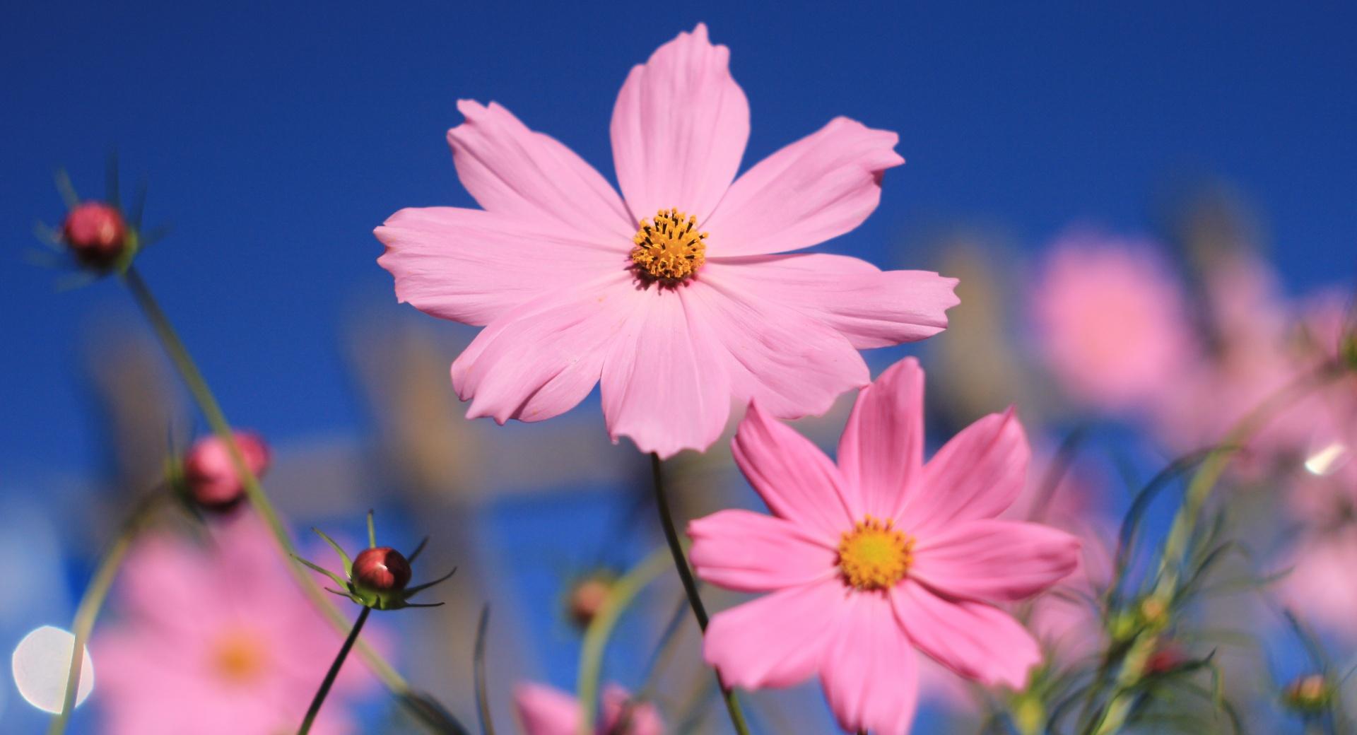 Pink Cosmos at 1280 x 960 size wallpapers HD quality