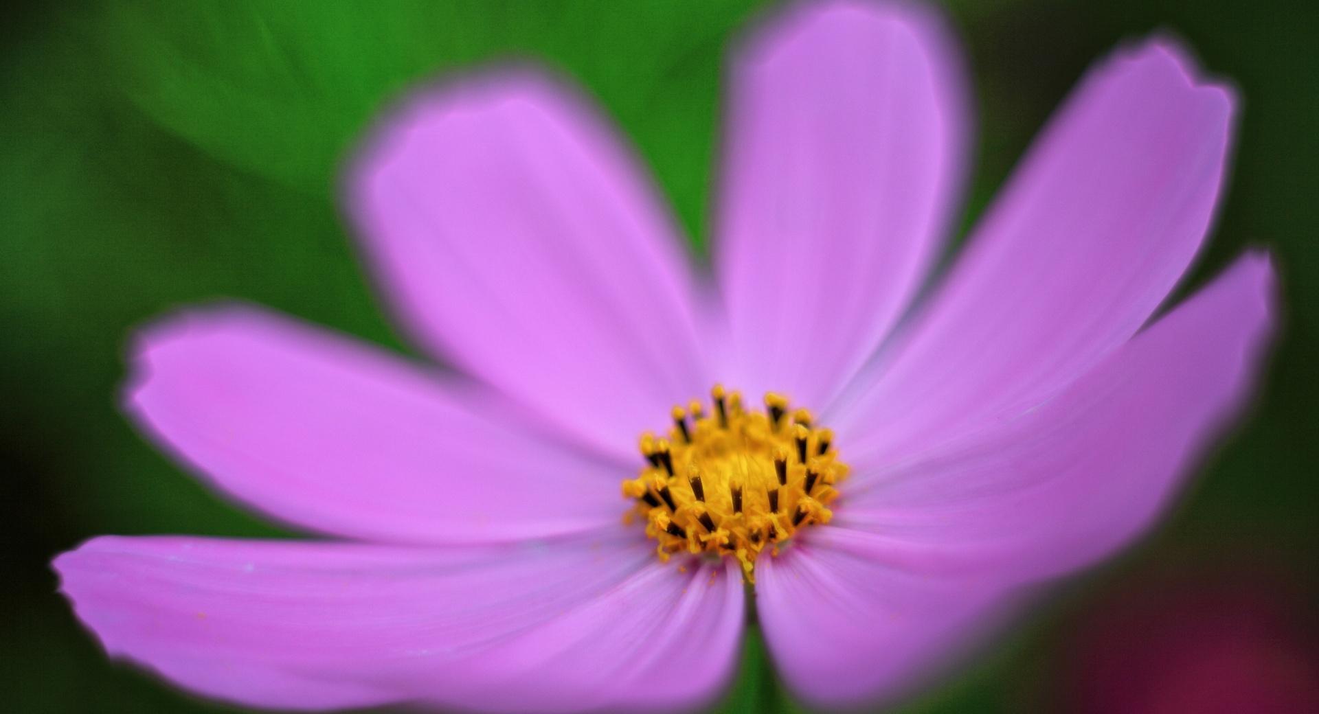Pink Cosmos Flower Macro at 320 x 480 iPhone size wallpapers HD quality