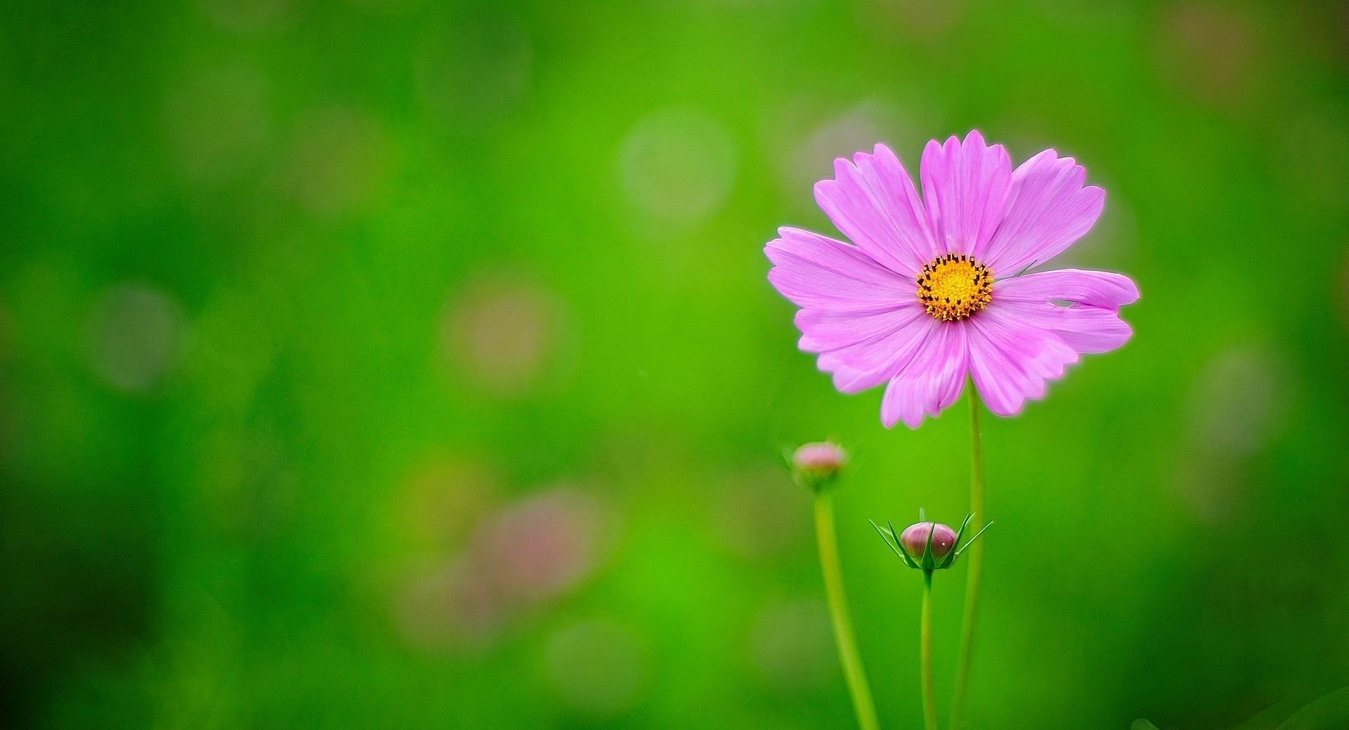 Pink Flower, Green Background at 1152 x 864 size wallpapers HD quality