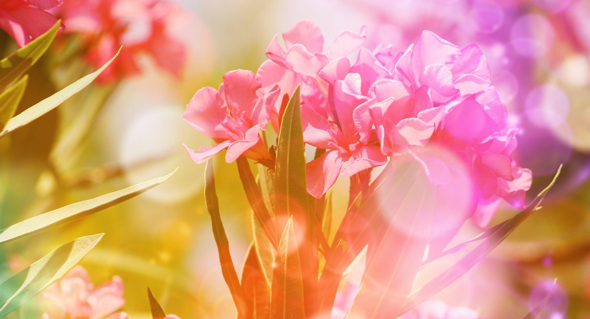 Pink Oleander Flowers at 1152 x 864 size wallpapers HD quality