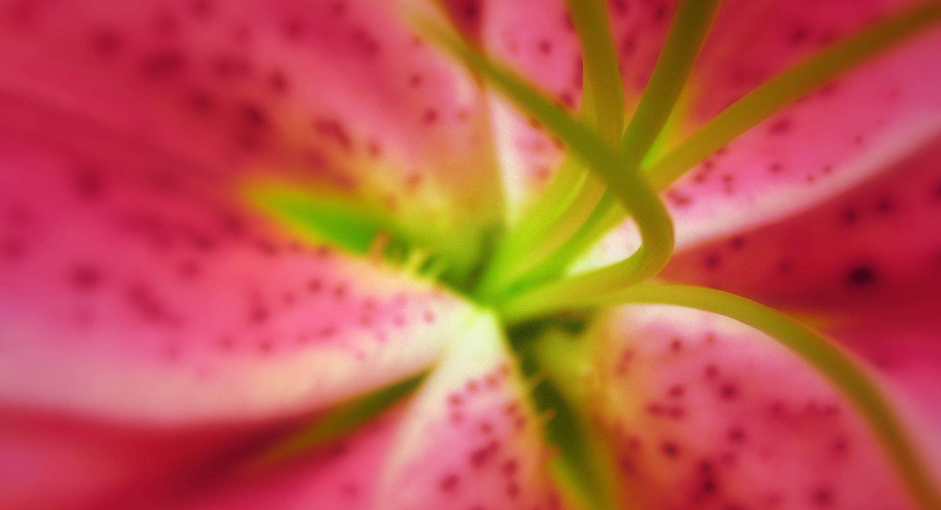 Pink Oriental Lilies Macro at 1600 x 1200 size wallpapers HD quality