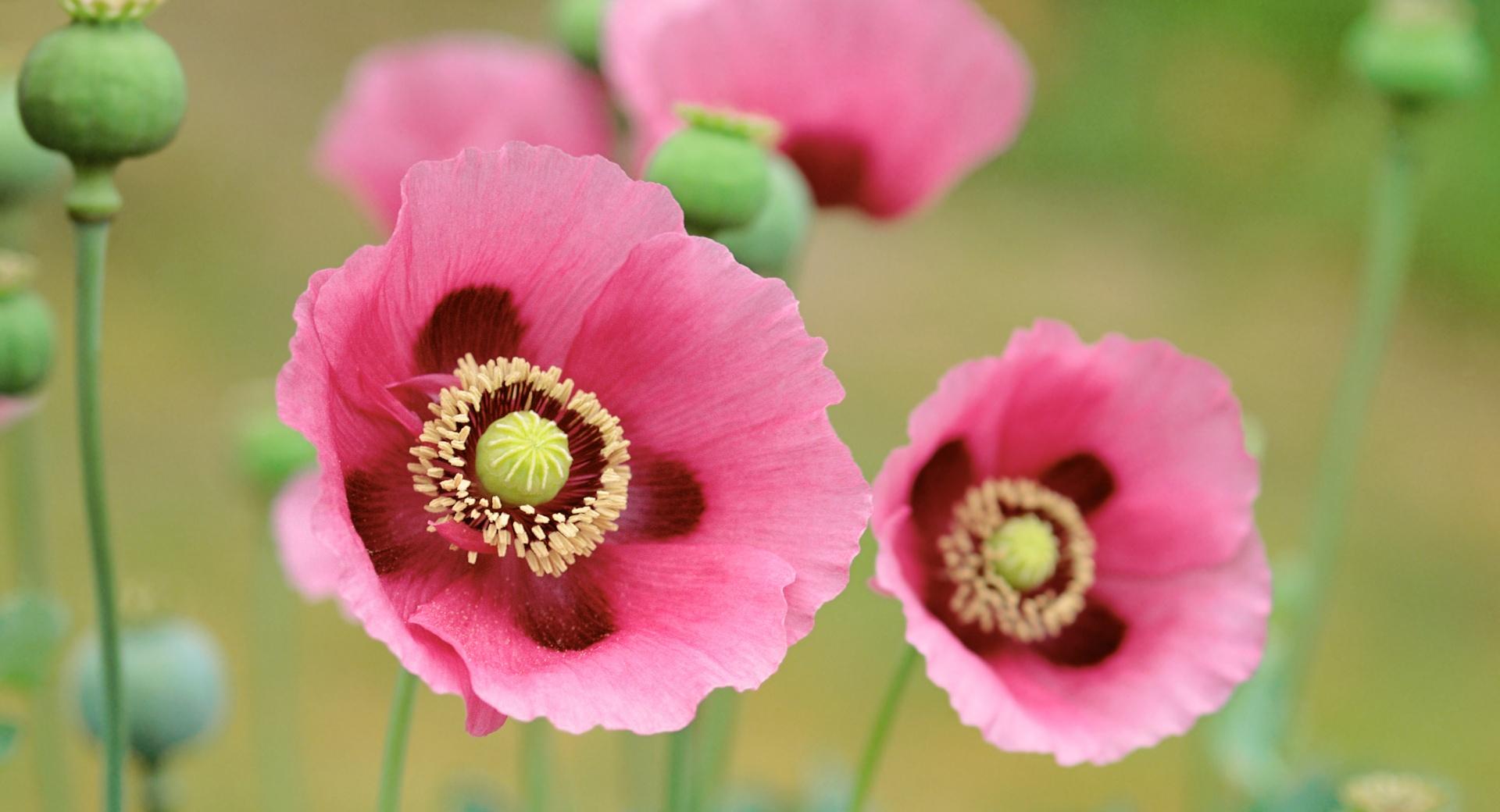 Pink Poppy at 640 x 960 iPhone 4 size wallpapers HD quality