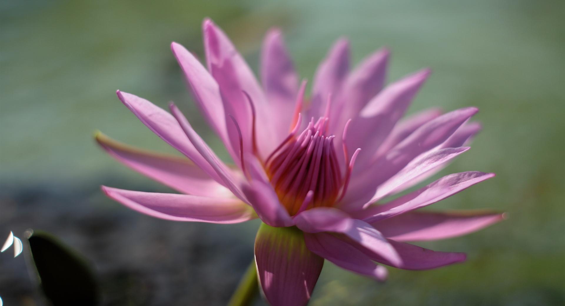 Pink Water Lily Flower wallpapers HD quality