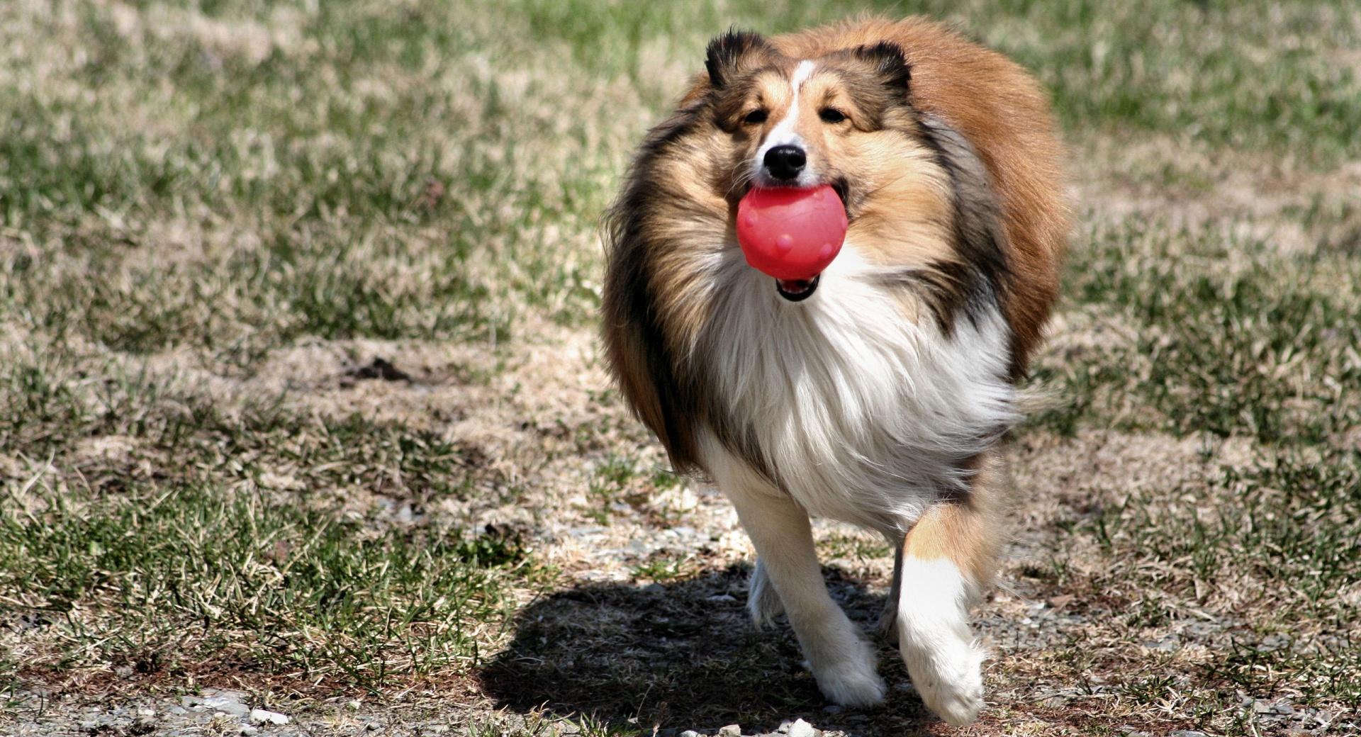 Playful Collie at 320 x 480 iPhone size wallpapers HD quality