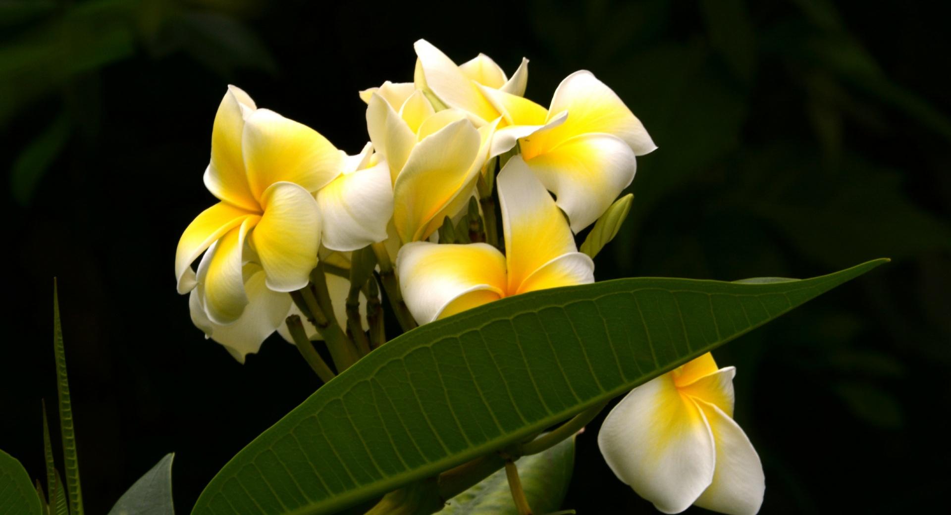 Plumeria at 640 x 960 iPhone 4 size wallpapers HD quality