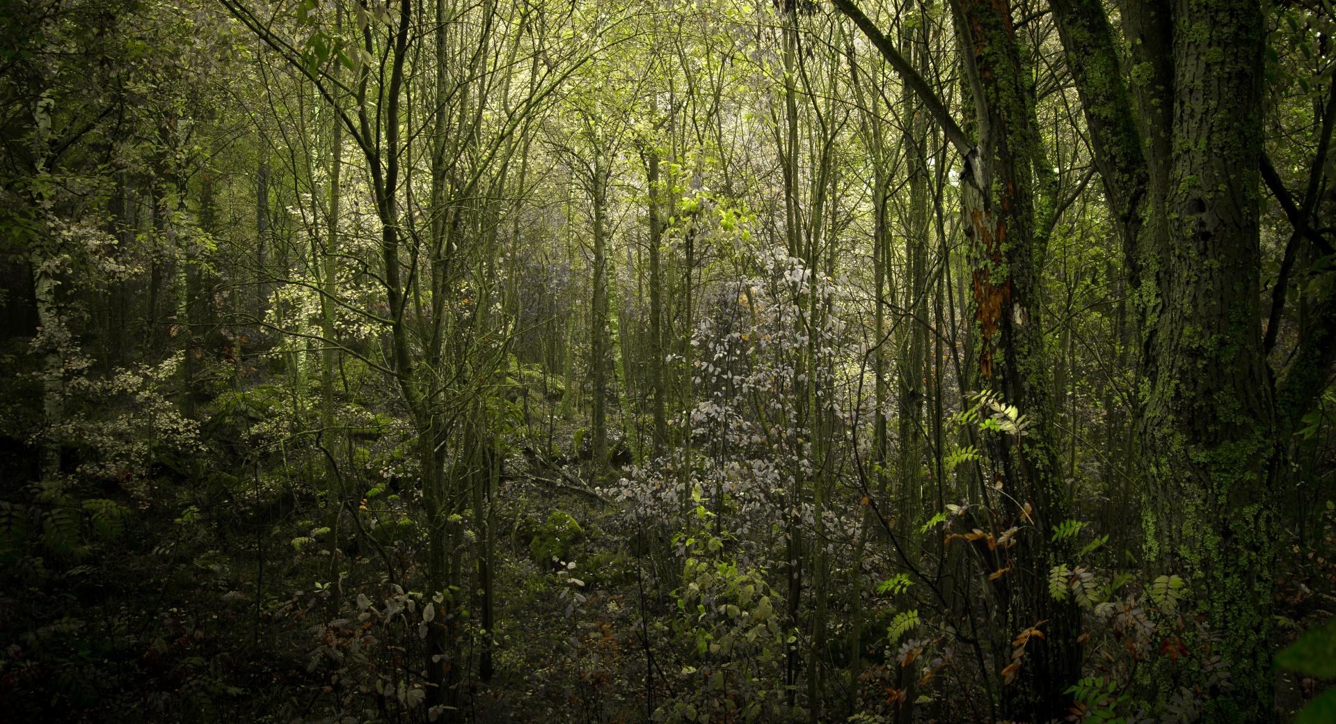 Poison Forest at 640 x 1136 iPhone 5 size wallpapers HD quality