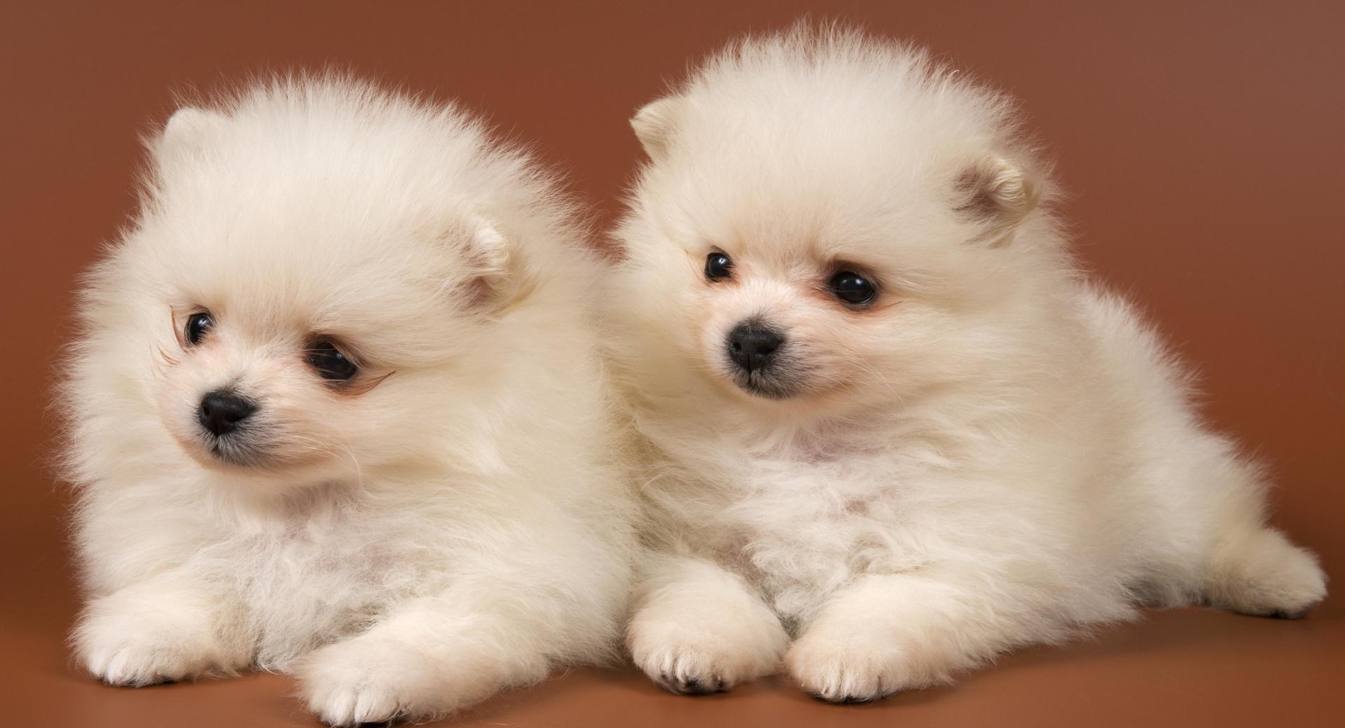 Pomeranian Puppies at 2048 x 2048 iPad size wallpapers HD quality