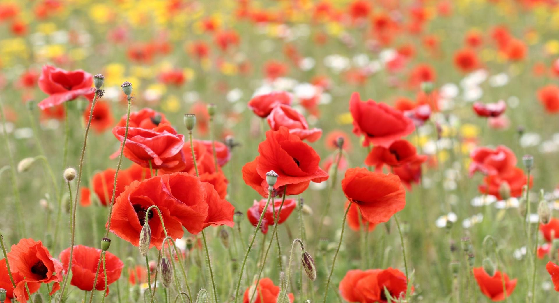 Poppies In Nature at 1152 x 864 size wallpapers HD quality