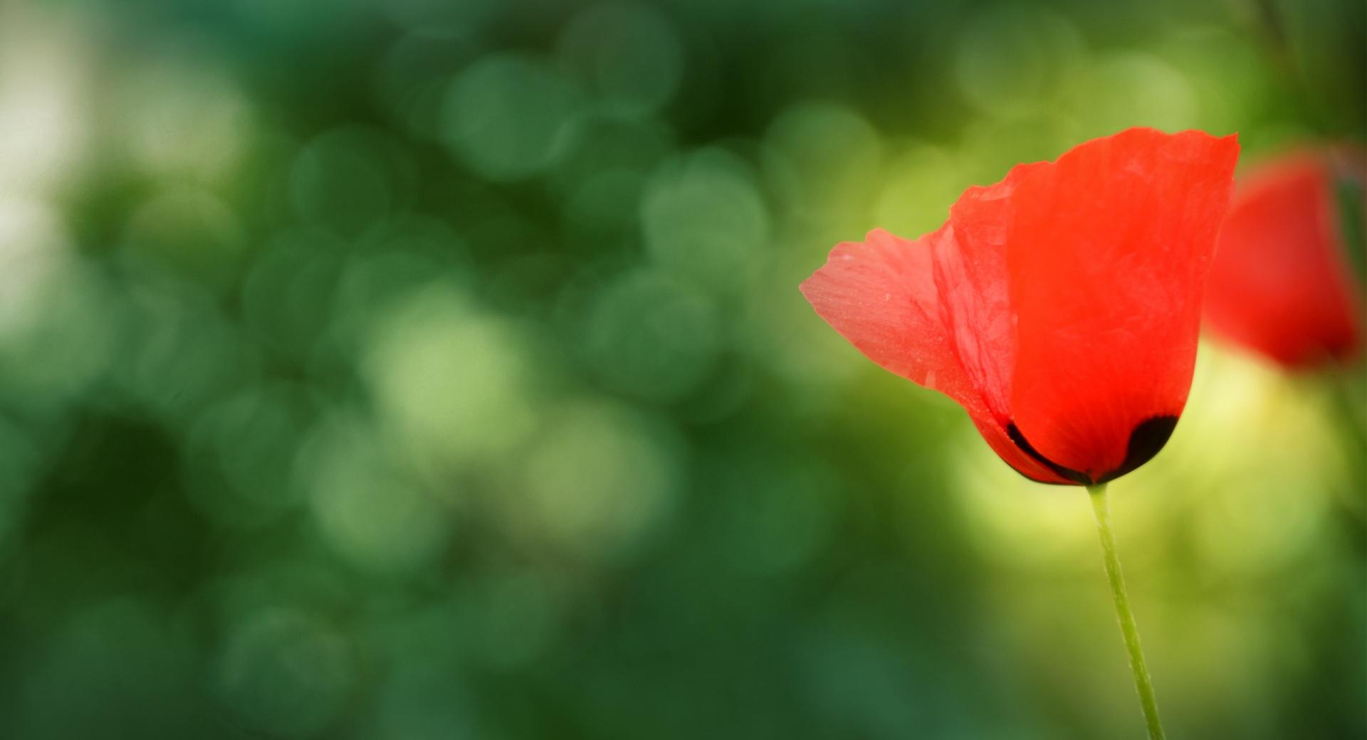 Poppy Bokeh at 1334 x 750 iPhone 7 size wallpapers HD quality