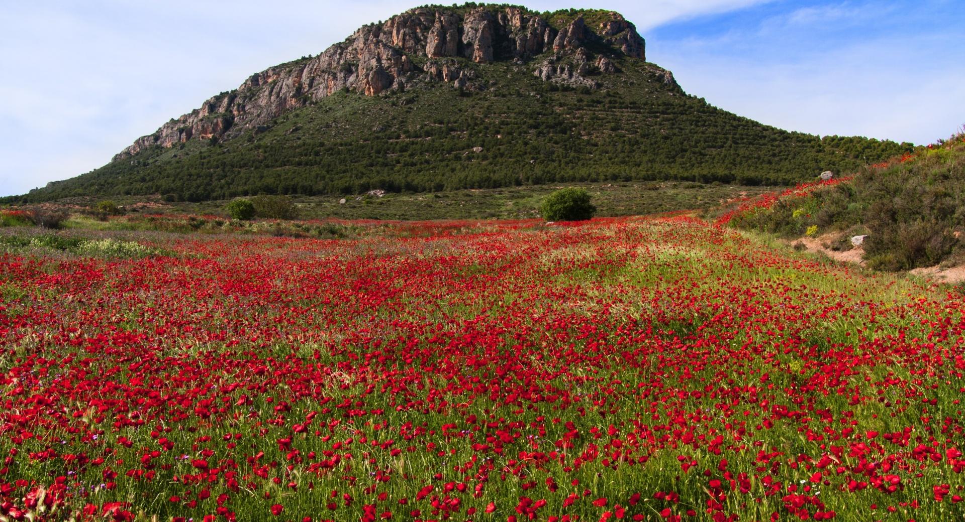 Poppy Field at 750 x 1334 iPhone 6 size wallpapers HD quality