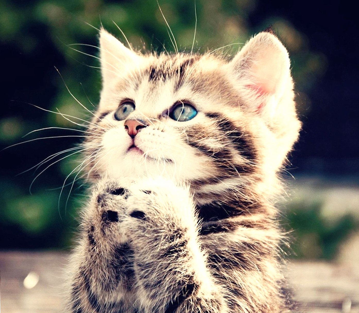Praying Kitten at 640 x 960 iPhone 4 size wallpapers HD quality