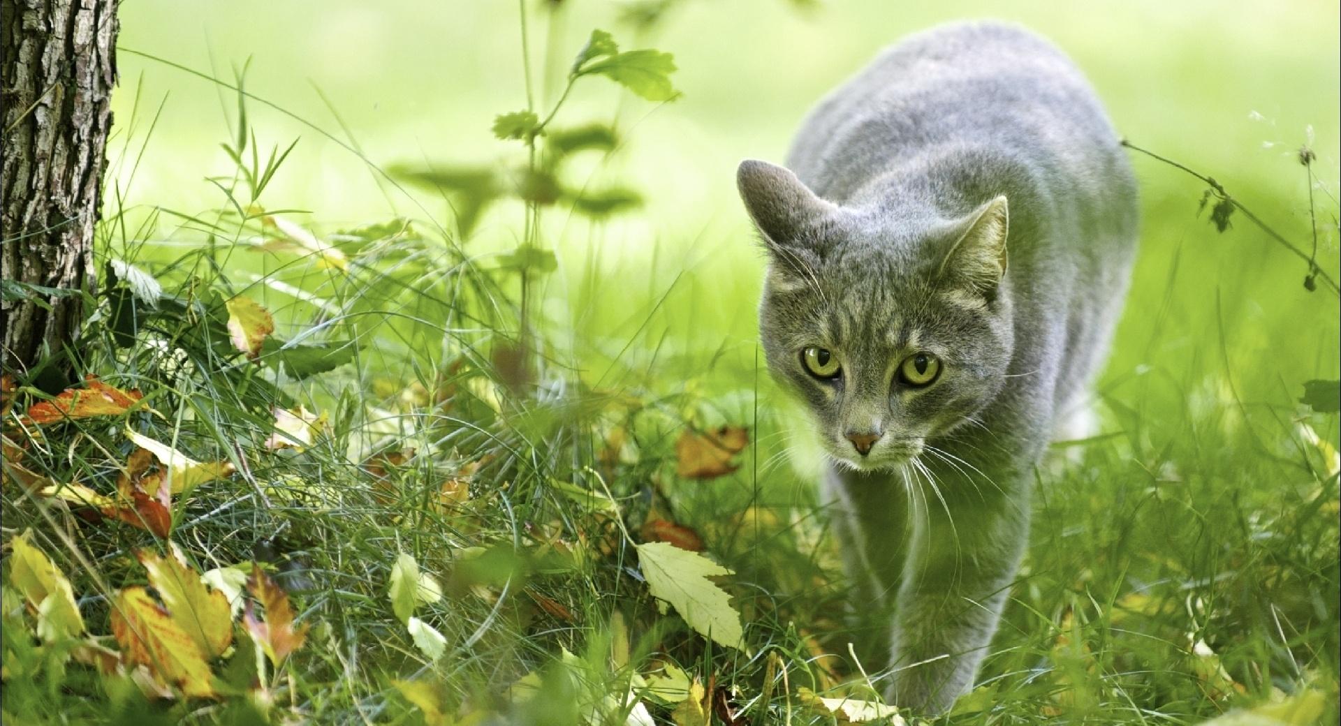 Puffy Grey Cat wallpapers HD quality