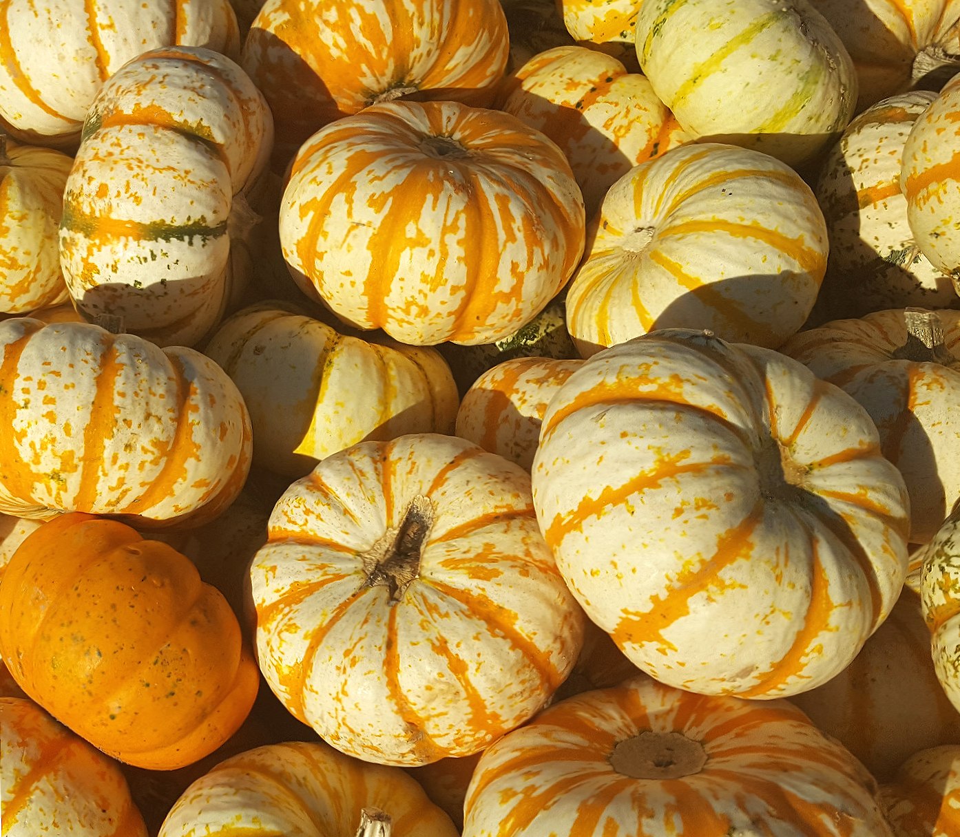 Pumpkin patch 2 at 1280 x 960 size wallpapers HD quality