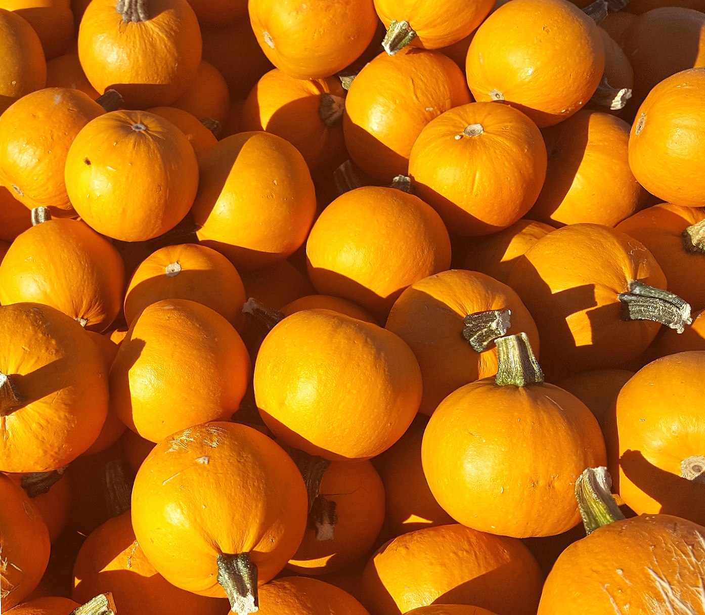 Pumpkin Patch Orange at 1152 x 864 size wallpapers HD quality