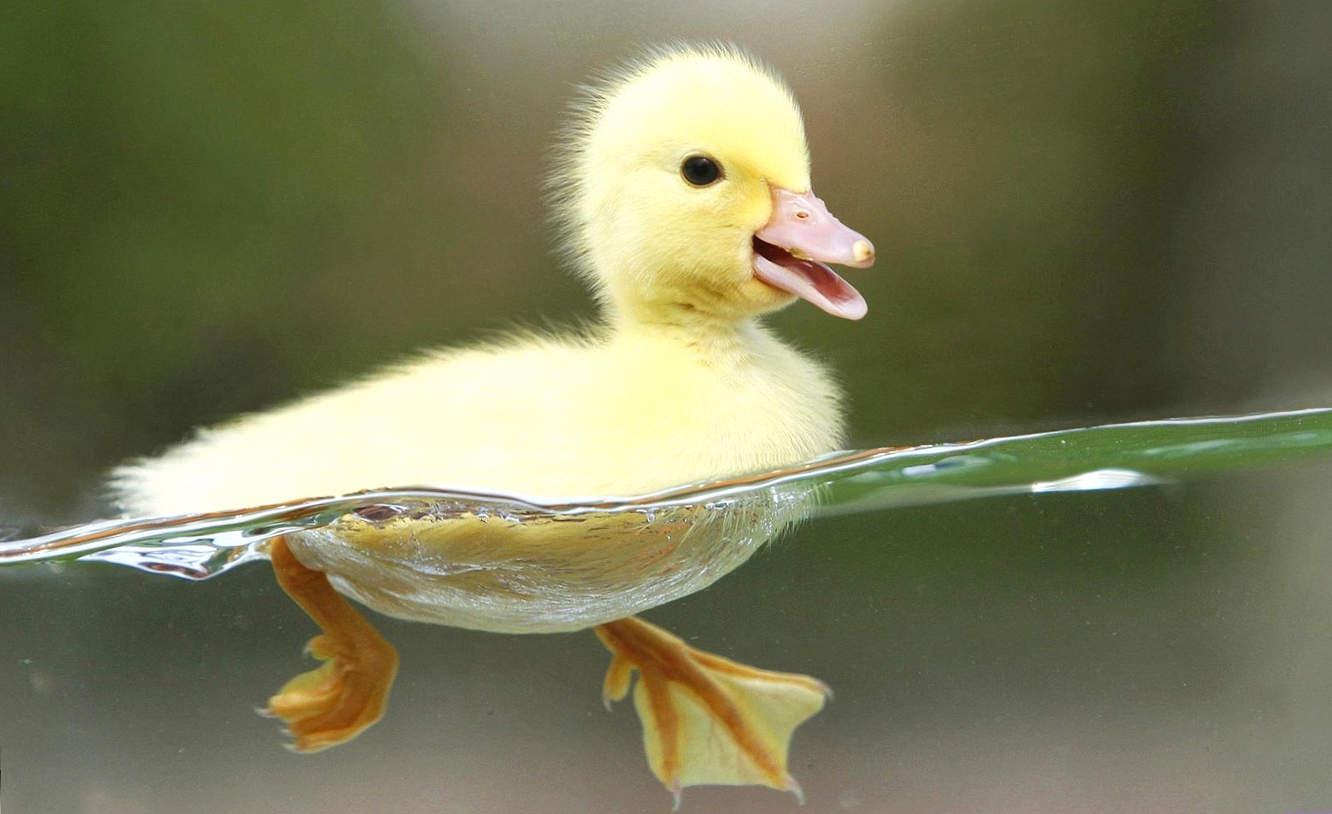 Puppy duck at 1024 x 1024 iPad size wallpapers HD quality