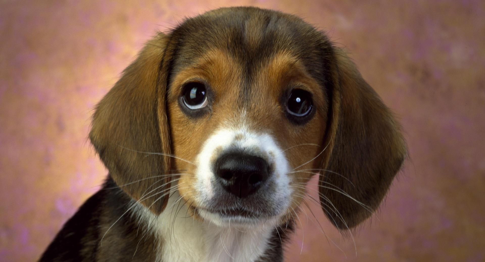 Puppy Eyes Beagle at 1334 x 750 iPhone 7 size wallpapers HD quality