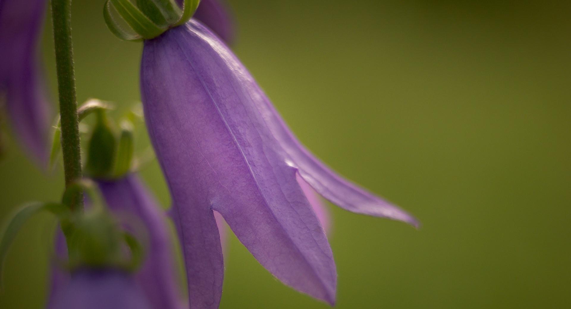 Purple Bell Flower at 750 x 1334 iPhone 6 size wallpapers HD quality