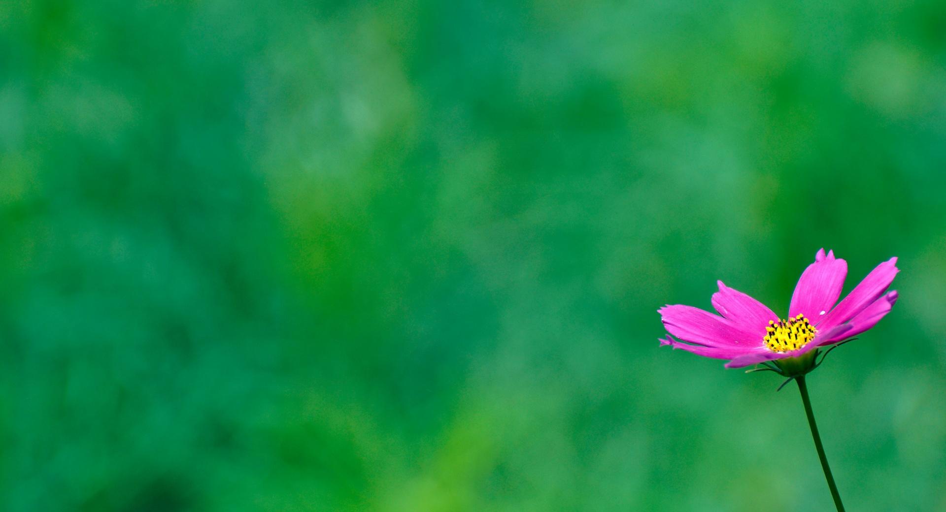 Purple Cosmos Flower On A Green Background at 1152 x 864 size wallpapers HD quality