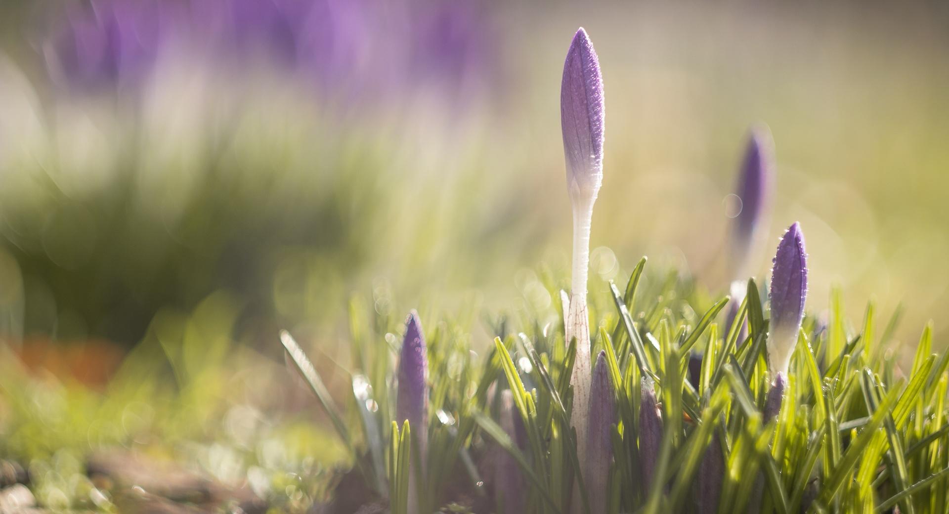 Purple Crocuses Flowers, Spring at 1280 x 960 size wallpapers HD quality