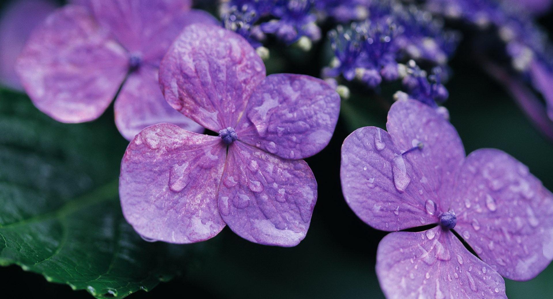 Purple Hydrangea at 1600 x 1200 size wallpapers HD quality